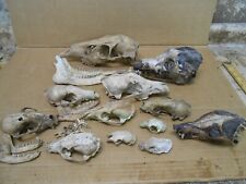 Taxidermy bone lot for sale  Halifax