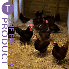6 X LARGE FERTILE RHODE ISLAND RED HATCHING EGGS - ROYAL MAIL SPECIAL DELIVERY! for sale  BEVERLEY