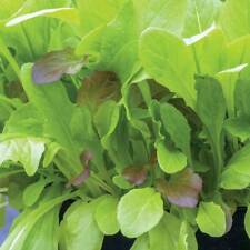 Lettuce leaves seeds for sale  IPSWICH