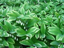 Solomon seal plant for sale  Altamont