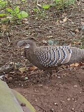 Grey peacock pheasant for sale  STAFFORD
