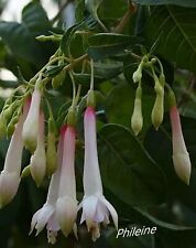 Fuchsien phileine bewurzelte gebraucht kaufen  Naila