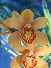 Orchids cymbidium enza for sale  Sebastopol