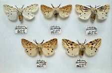 Five scottish specimens for sale  Shipping to Ireland
