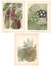 Stampe antiche botanica usato  Lecco