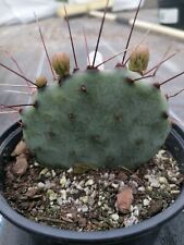 Large opuntia violacea for sale  REDRUTH