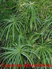 Umbrella plant cyperus d'occasion  Expédié en Belgium