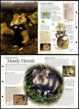 Common Hamster #290 Mammals - Discovering Wildlife Fact File Fold-Out Card, usado segunda mano  Embacar hacia Spain