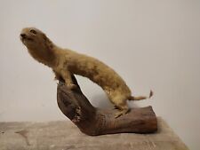 Hermine naturalise taxidermie d'occasion  Lille-