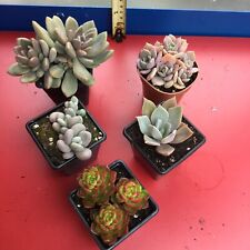 cactus pots for sale  UK