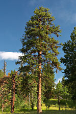 Ponderosa pine pinus for sale  Elko