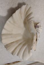 Seashell tridacna clam for sale  Palmetto