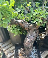 large bonsai pot for sale  Sarasota