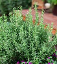 Rosemary seeds evergreen for sale  El Monte