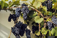 Riverbank grape vitis for sale  Elko