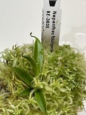 Nepenthes talangensis 3835 usato  Milano