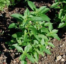 Malawi Camphor Basil - Ocimum canum - 10+ nasion - Ziarna - Nasiona - F 221 na sprzedaż  Wysyłka do Poland