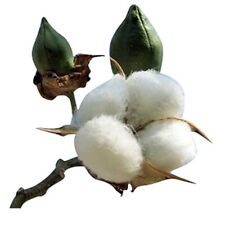 American white cotton for sale  Coyle