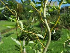 10 x Salix de raíz desnuda Babylonica 'Tortuosa' Dragones Garra Sauce - PEDIDO PREVIO  segunda mano  Embacar hacia Argentina