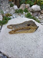 Head alligator crocodile for sale  Shipping to Ireland