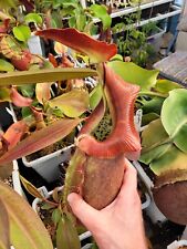 Nepenthes robcantleyi seeds for sale  Boise