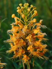 Yellow fringed orchid for sale  Clarksville