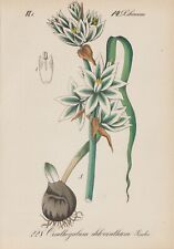 Milk Star (Ornithogalum Chloranthum) Chromo-Lithographie From 1880 for sale  Shipping to South Africa