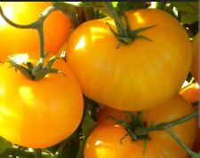 Yellow beefsteak tomato for sale  Avella