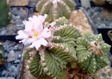 Raro Cactus Perennes y Plantas Suculentas Mezcla 100 Semillas Frescas Viables + ¡Regalo Gratis! segunda mano  Embacar hacia Mexico