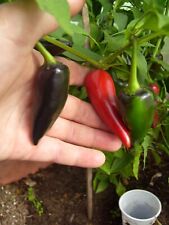 Paprika chili peperoni gebraucht kaufen  Dargun