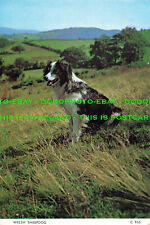L269597 welsh sheepdog. for sale  WARLINGHAM