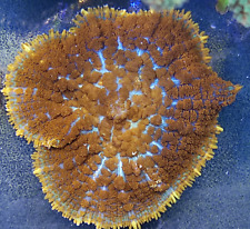 Coralli marini molli usato  Castano Primo