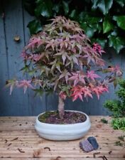 Deshojo maple bonsai for sale  FOLKESTONE