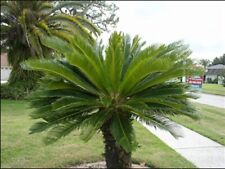Sago palm cycas for sale  Trabuco Canyon