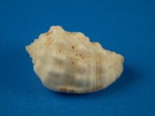 Morum oniscus, ótima escultura, 19,7 mm, concha das Bahamas comprar usado  Enviando para Brazil