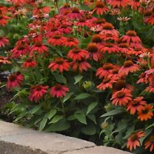 Echinacea red ombre for sale  TYWYN