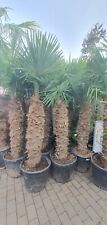Large trachycarpus fortunei for sale  SHEFFIELD