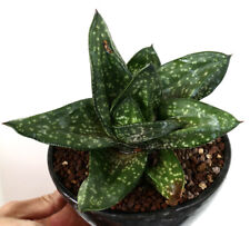 Gasteria Armstrongii cv Gaius Caesar Augustus (Italian Taubertal) 19AB for sale  Shipping to South Africa