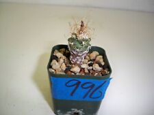 996 turbinicarpus pseudomacroc for sale  El Cajon