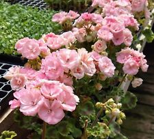 Geranium zonal rosalie for sale  Winthrop