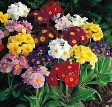 Pack primula polyanthus for sale  Shipping to Ireland