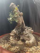 Pre bonsai carrubo usato  Modica