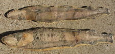 Vinctifer comptoni fossil for sale  USA