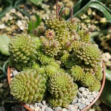 Monanthes polyphylla cactus for sale  Fallbrook