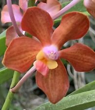 Orchid vanda jay for sale  Miami