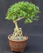 Chinese white serissa for sale  Patchogue