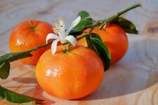 Mandarinenbäumchen 100 140 gebraucht kaufen  Wurzen