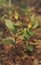 Ladys Slipper Yellow Cypripedium Parviflorum Orchid Meadville PA Postcard , used for sale  Shipping to South Africa