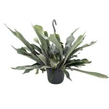 Platycerum bifurcatum staghorn for sale  CREDITON