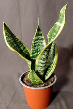 Sansevieria trifasciata pianta usato  Roma